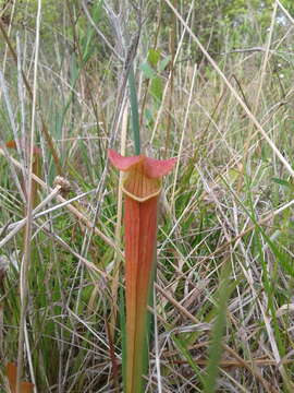 Image of Wherry's pitcherplant