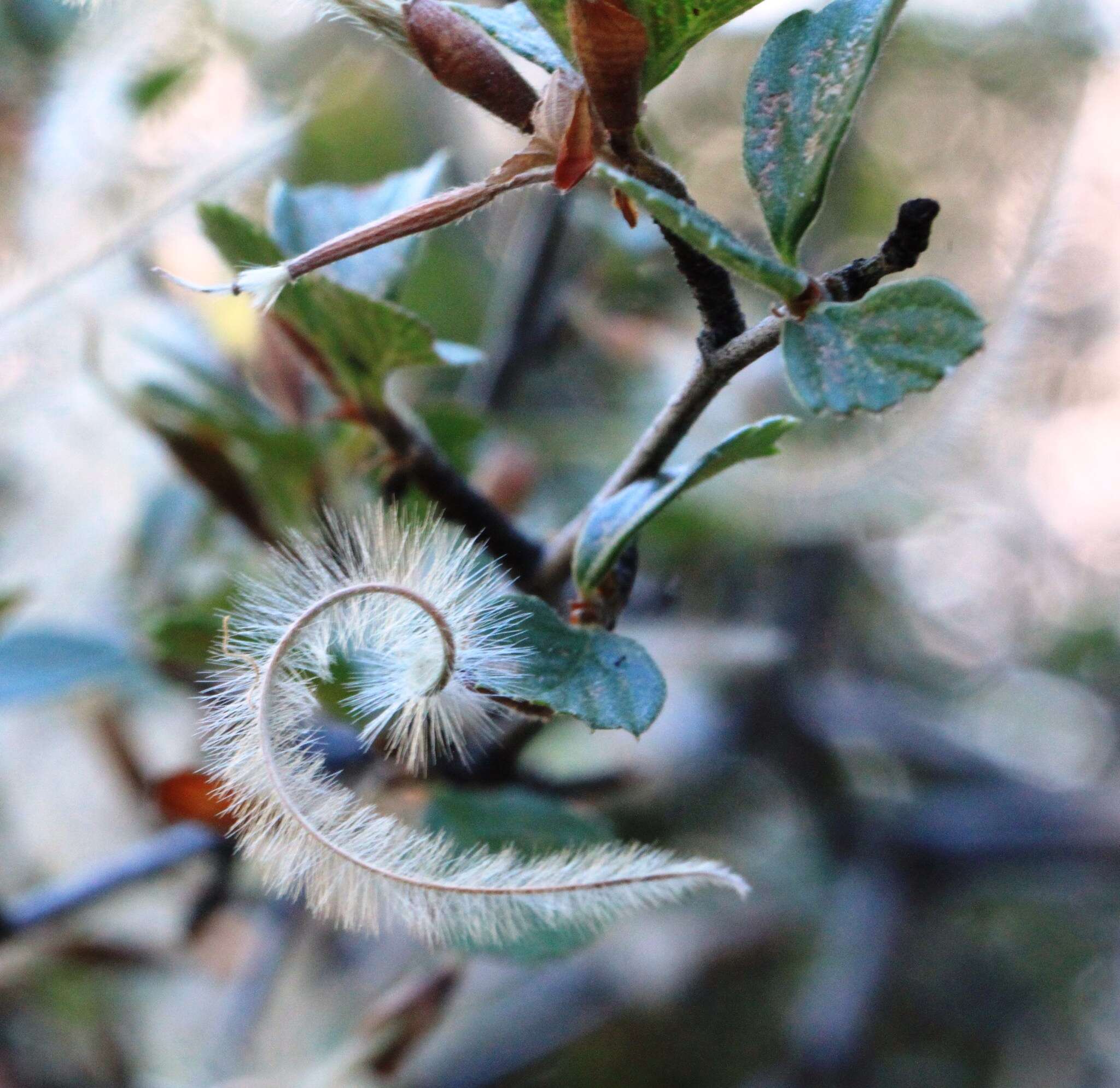 Image of Birch-leaf Mountain-mahogany