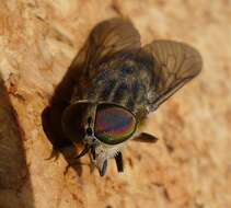 Image of Tabanus bromius Linnaeus 1758