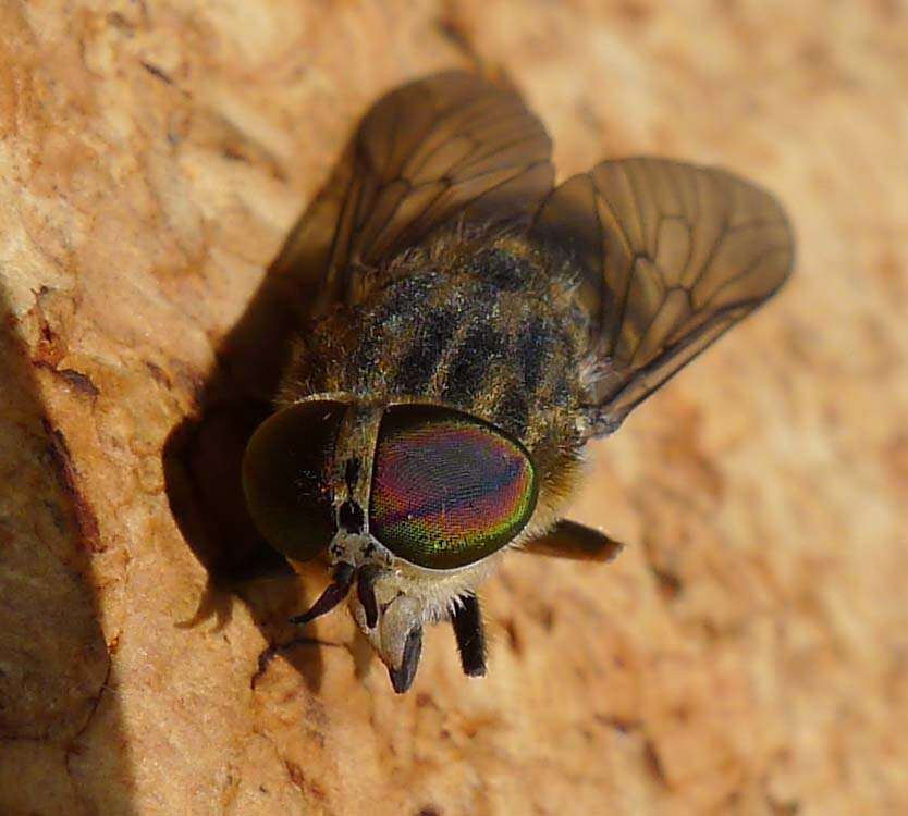 Image of Tabanus bromius Linnaeus 1758