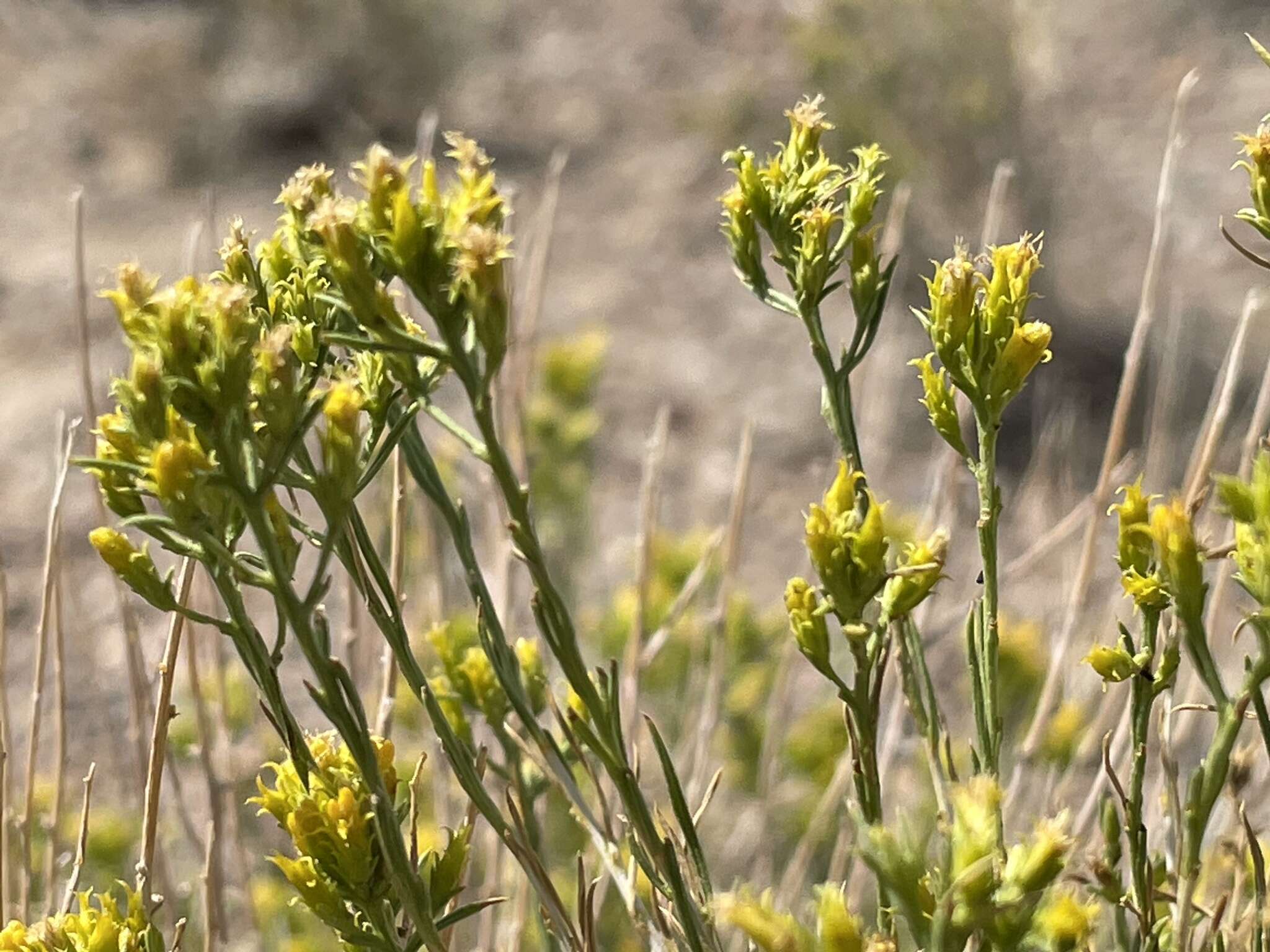 Imagem de Chrysothamnus greenei (A. Gray) Greene