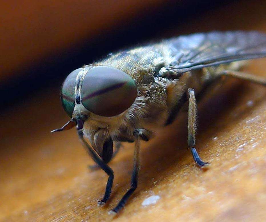 Image of Tabanus bromius Linnaeus 1758