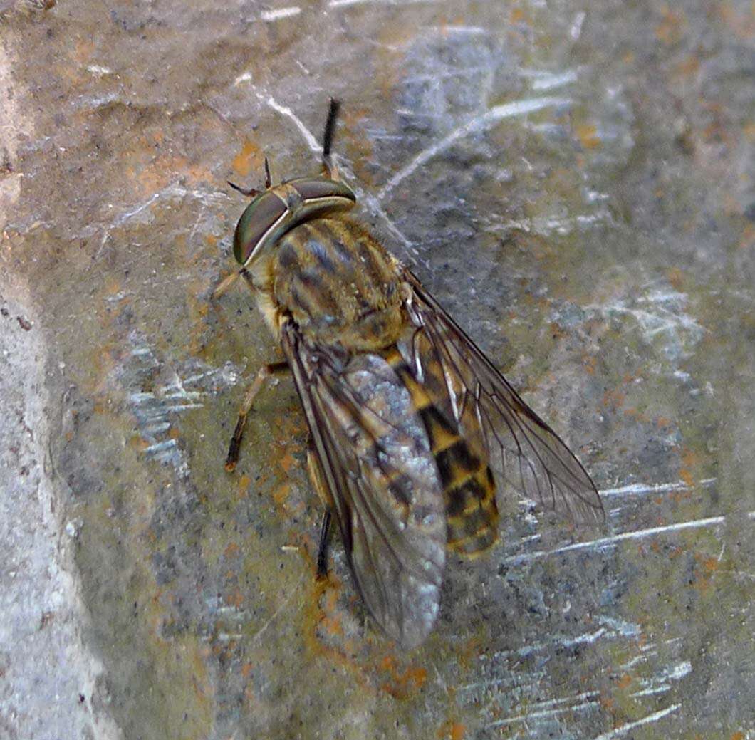 Image of Tabanus bromius Linnaeus 1758