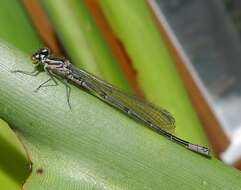 Image of Azure Bluet