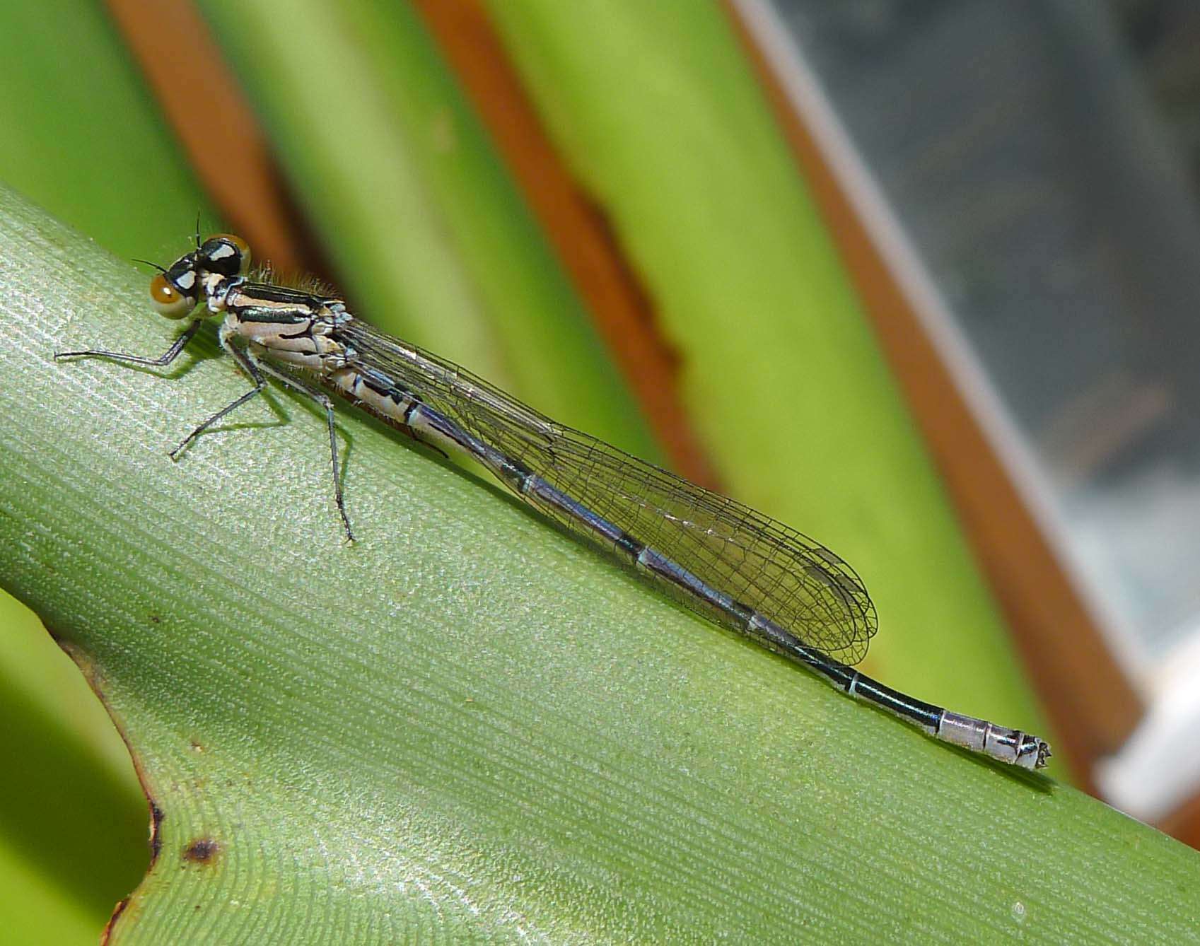 Image of Azure Bluet