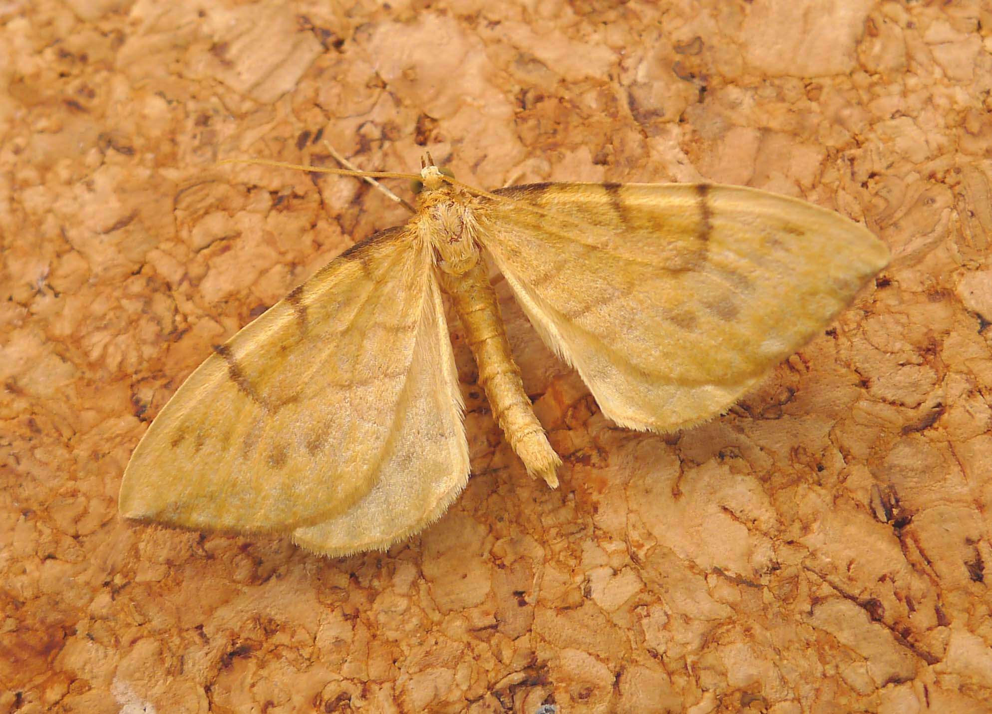 Image of Barred Straw