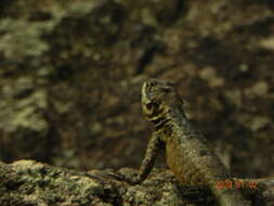 Image of Amazon Lava Lizard