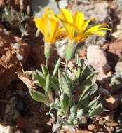 Image of Gazania lichtensteinii Less.