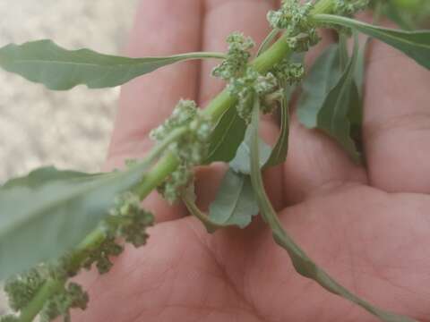 Imagem de Amaranthus obcordatus (Gray) Standl.