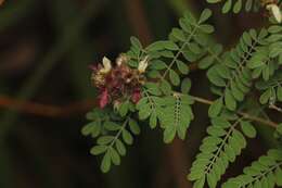 Image of Florida prairie-clover