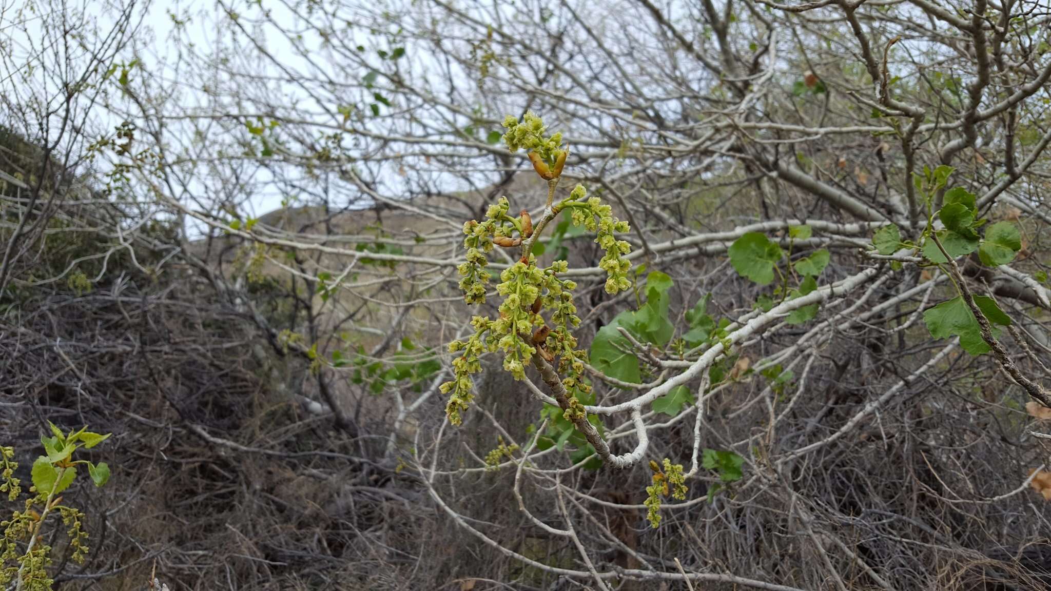 Image of Fremont cottonwood