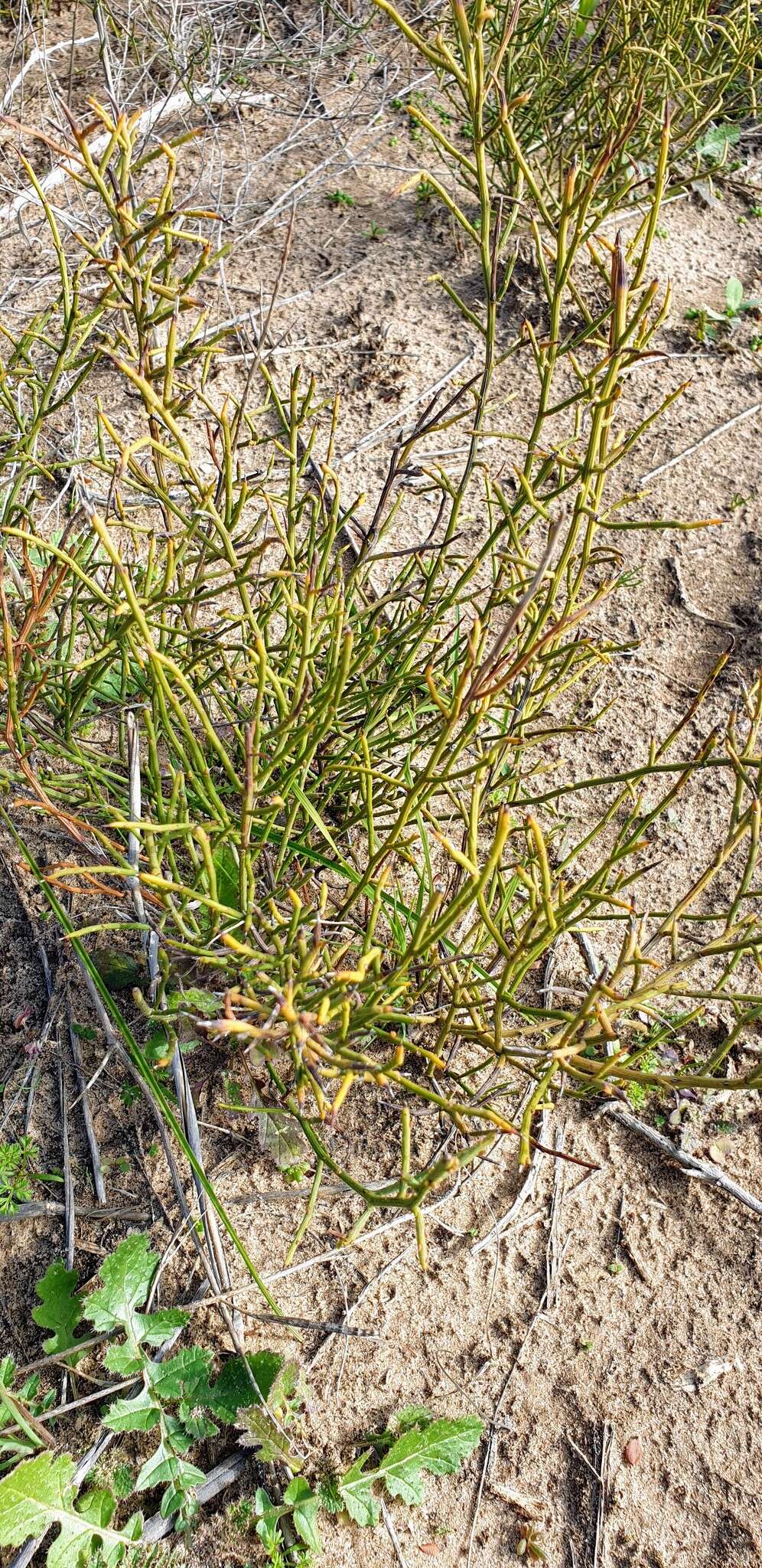 Image of spiny wattle