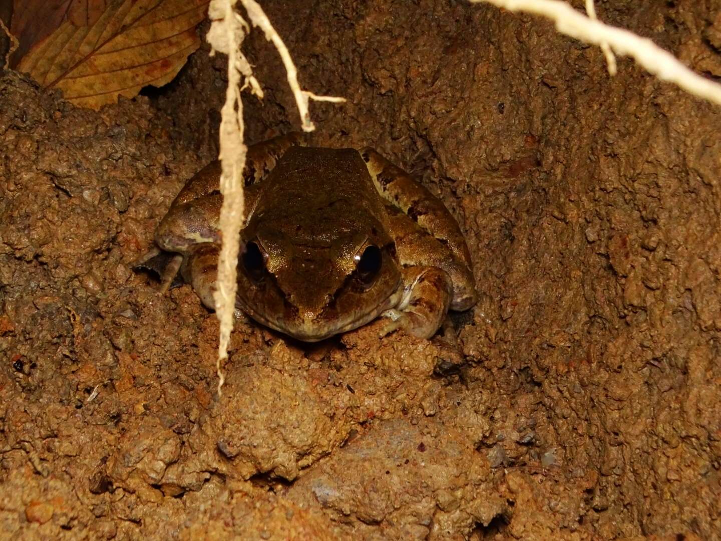 Image of Giant River Frog