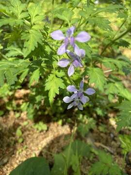 Image of Delphinium anthriscifolium Hance