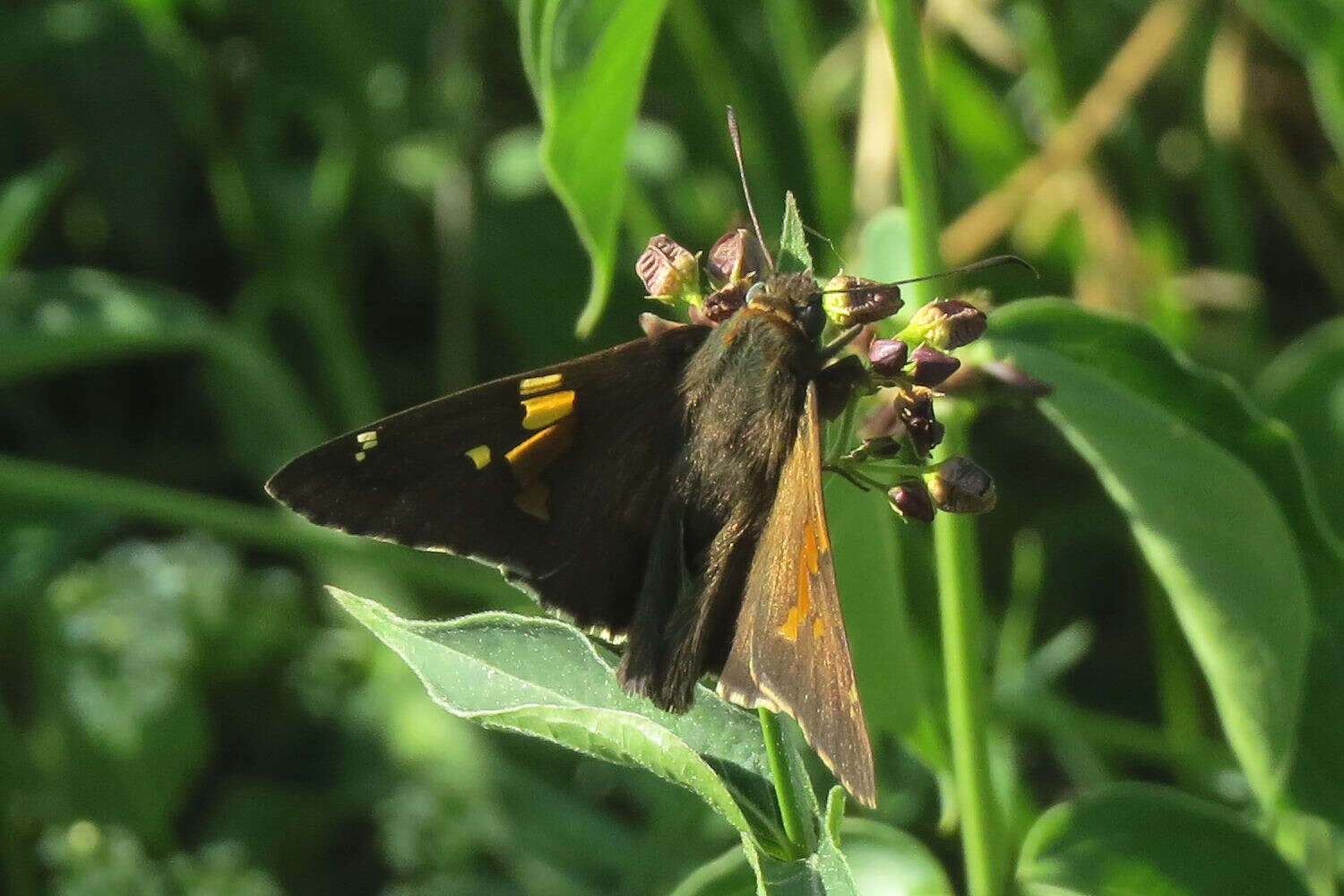 Image of Silver-spotted Skipper