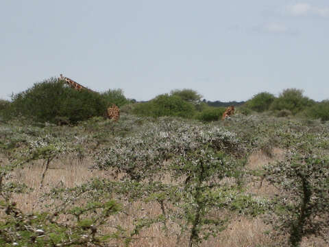 Image of reticulated giraffe