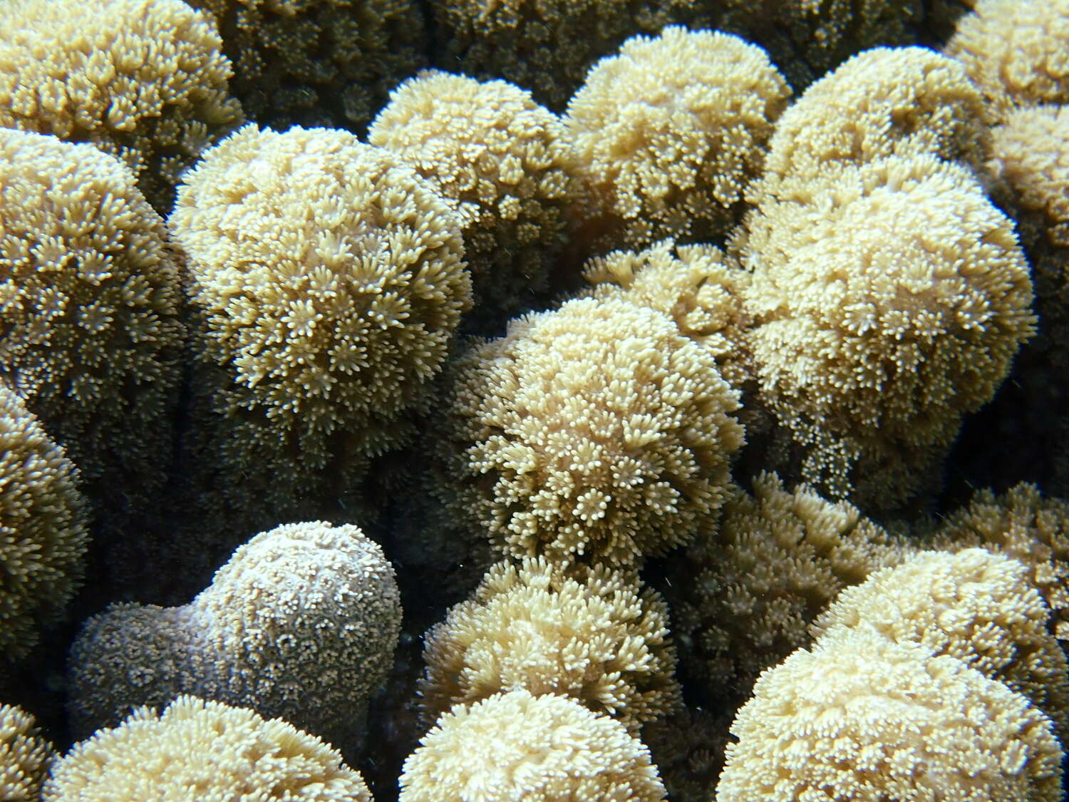 Image of Branched Finger Coral