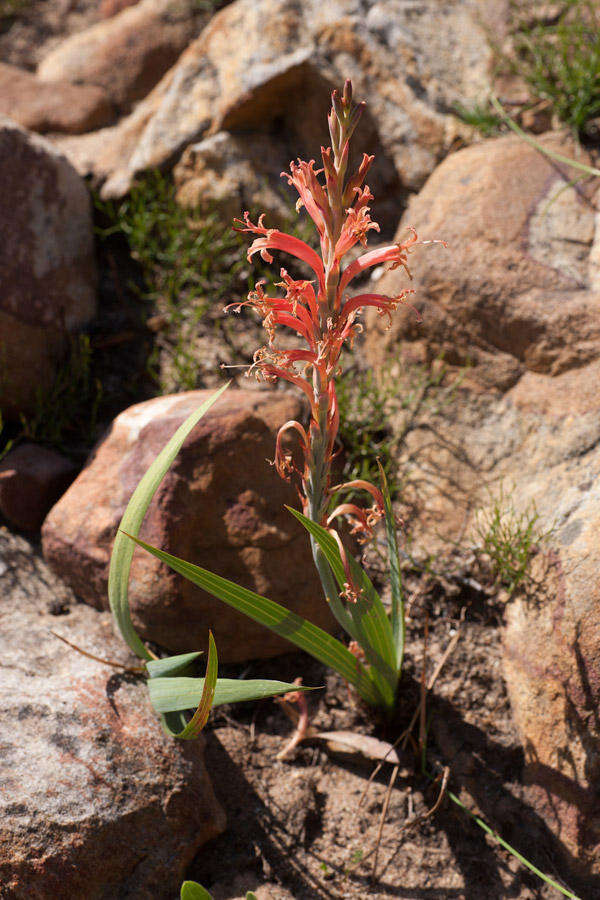 Tritoniopsis antholyza (Poir.) Goldblatt的圖片