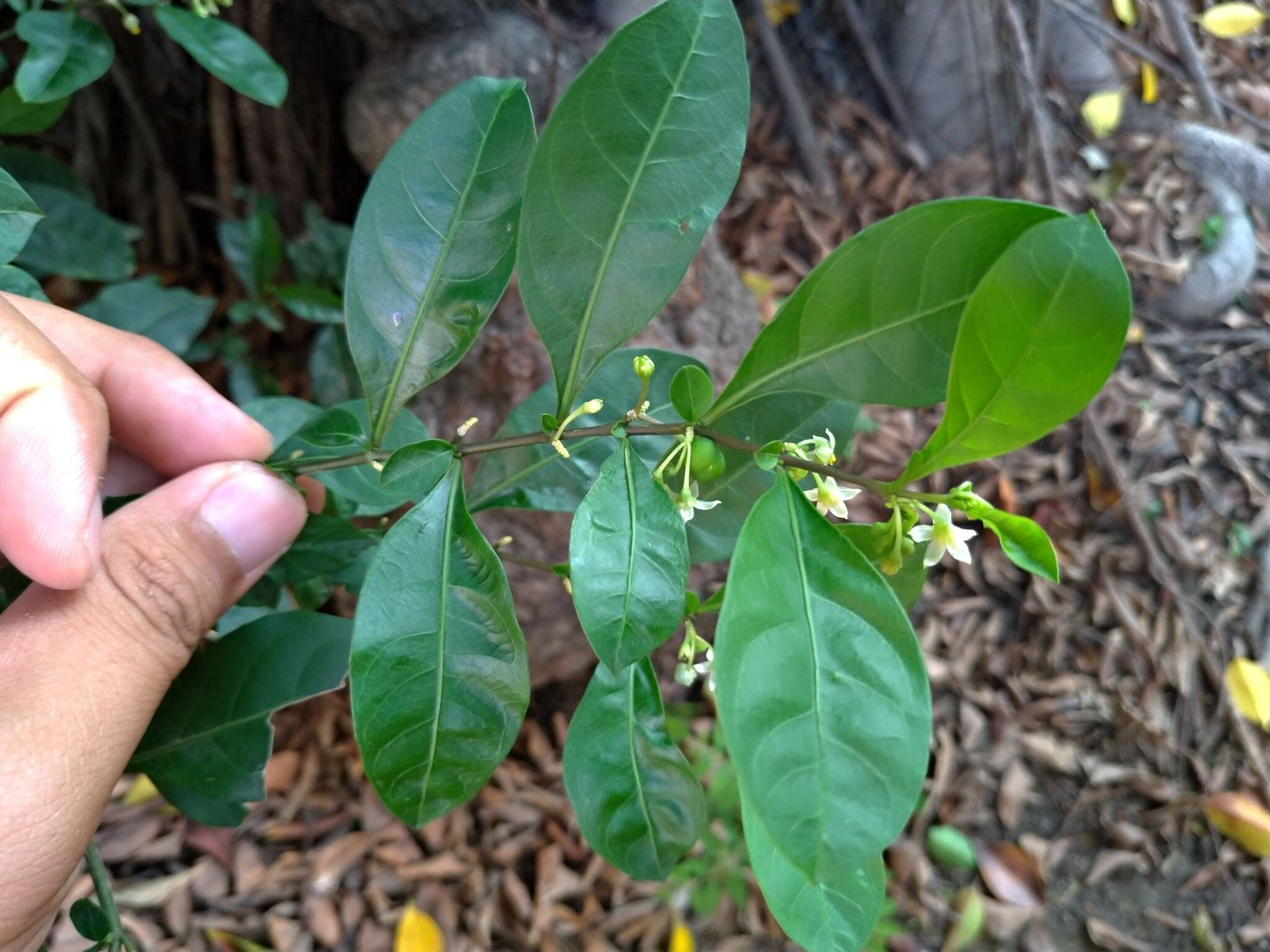 Image of twoleaf nightshade