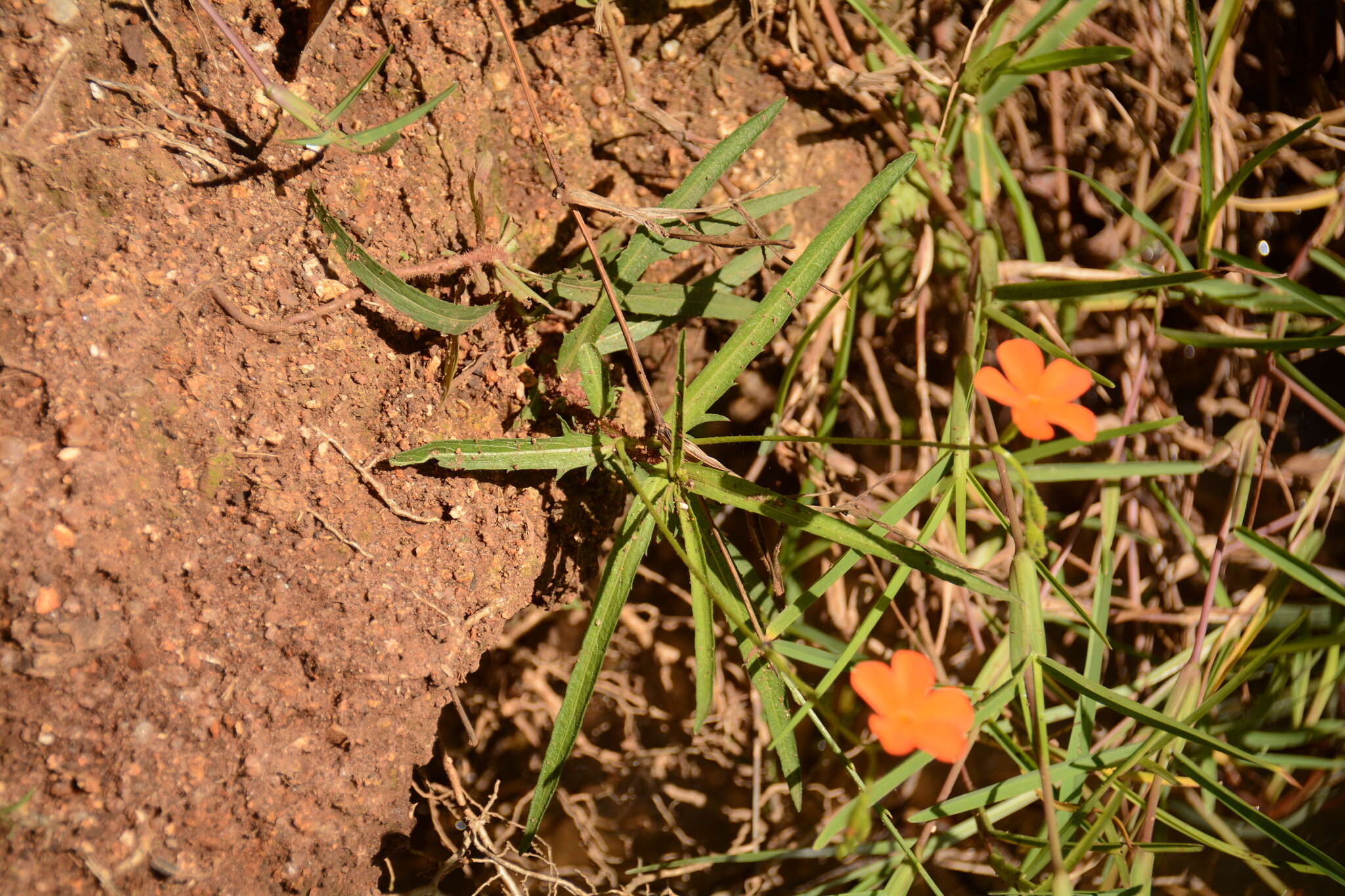 Tricliceras longepedunculatum (Mast.) R. B. Fernandes resmi