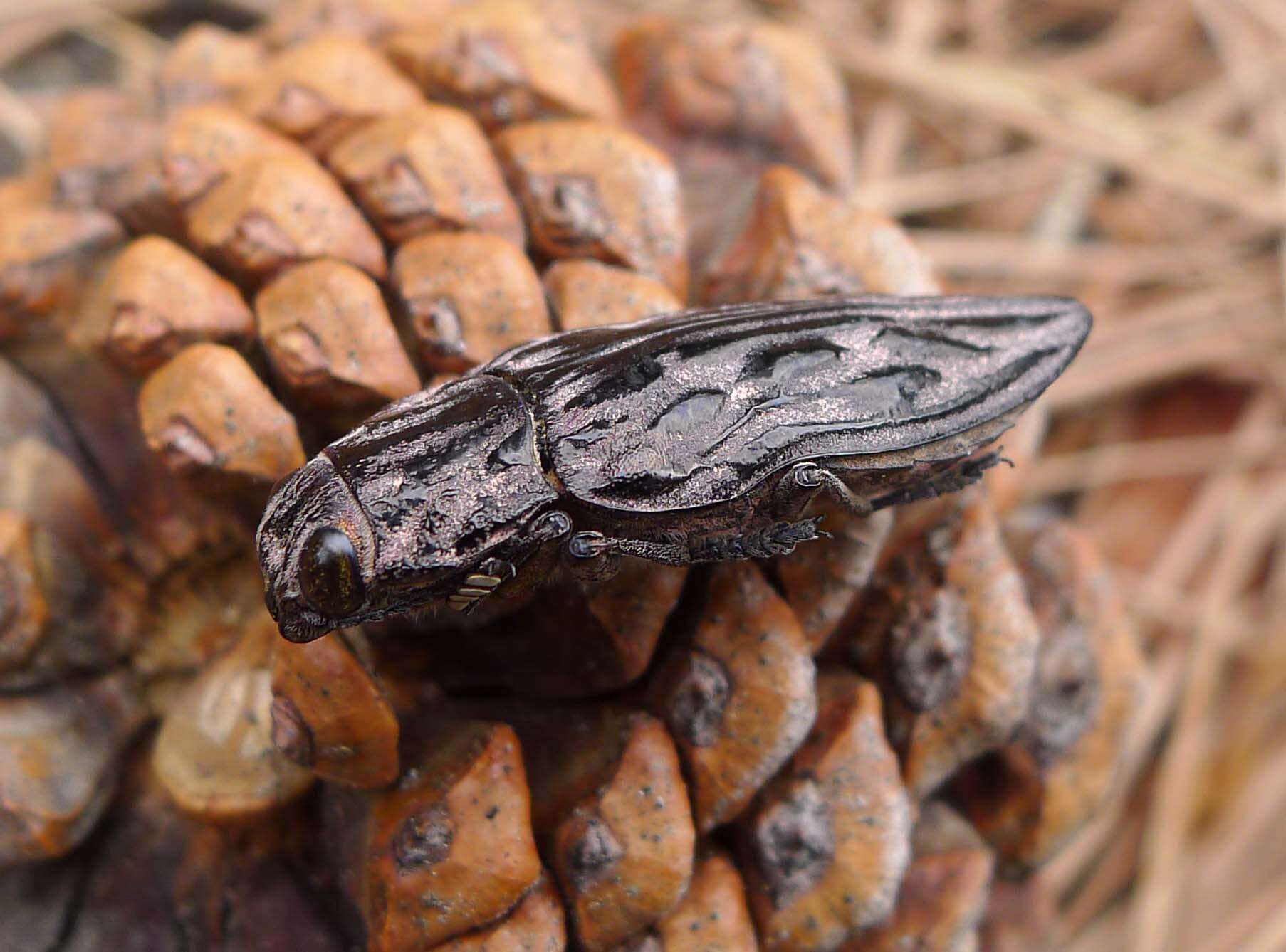 Image of Sculptured Pine Borer