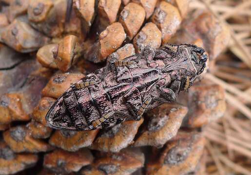 Image of Sculptured Pine Borer