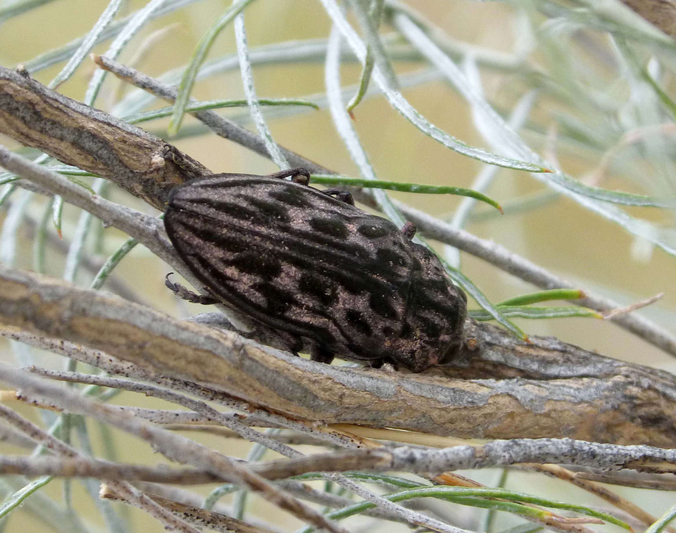 Image of Sculptured Pine Borer