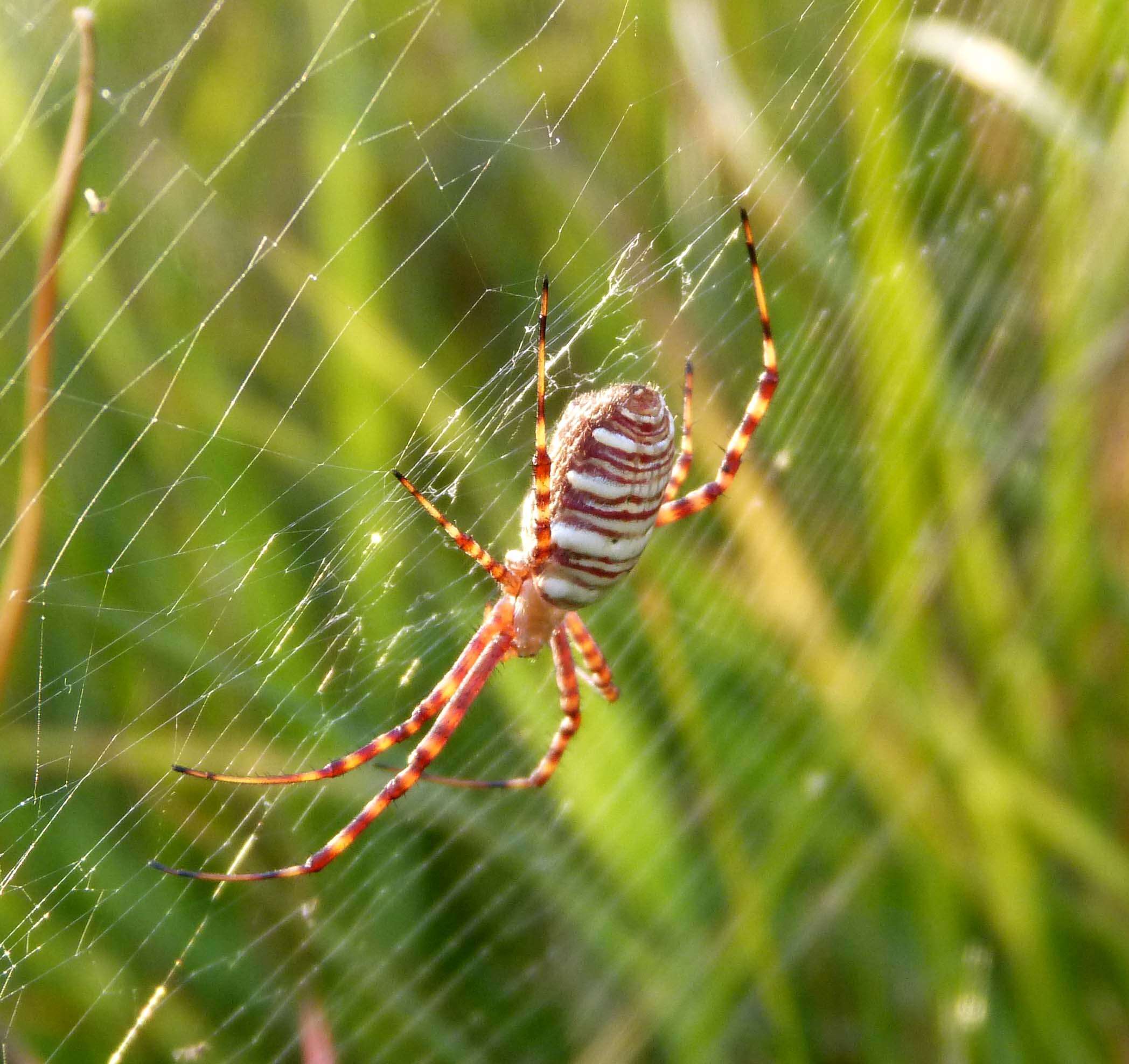 Image of Banded Argiope