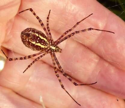 Image of Banded Argiope