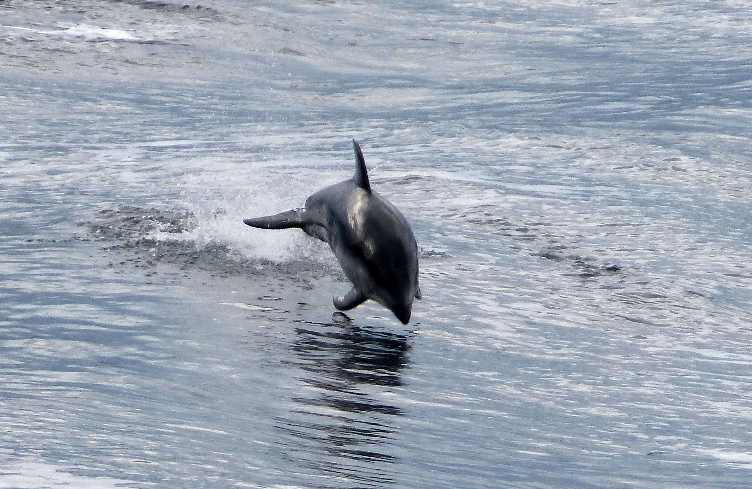 Image of Pacific White-sided Dolphin