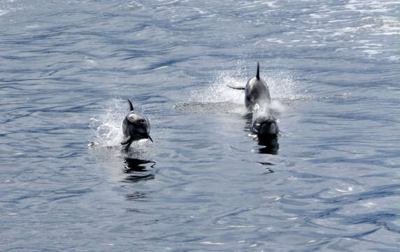 Image of Pacific White-sided Dolphin