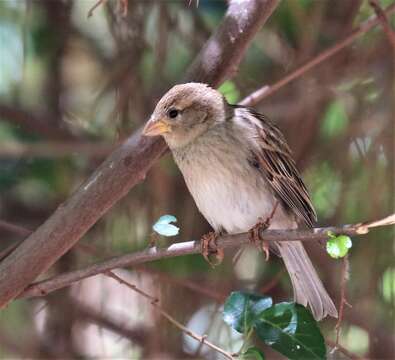 صورة Passer hispaniolensis hispaniolensis (Temminck 1820)