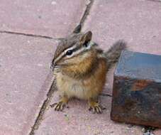 Image of Least Chipmunk