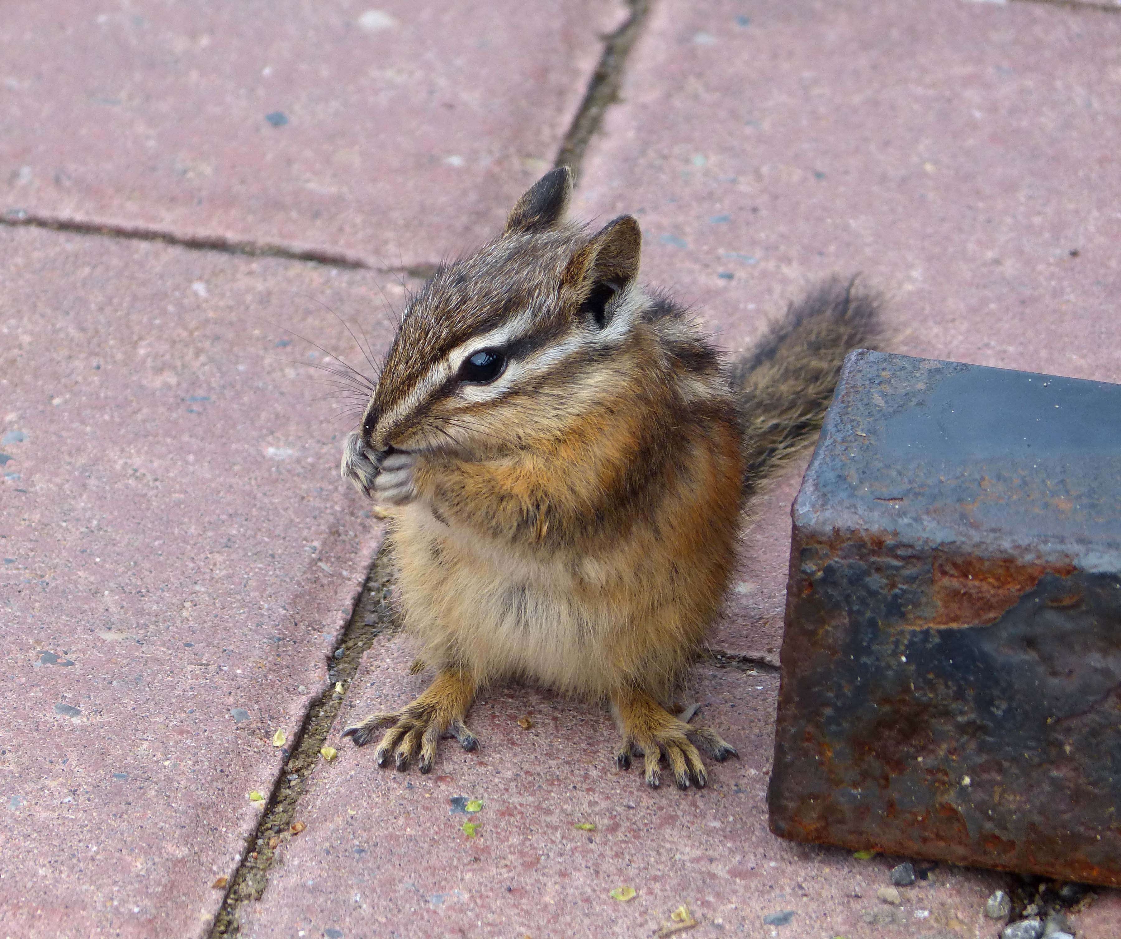 Image of Least Chipmunk