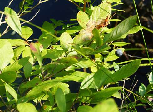 Image of blue huckleberry