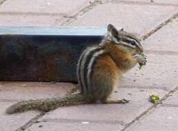 Image of Least Chipmunk