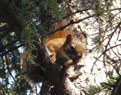 Image of pine squirrel