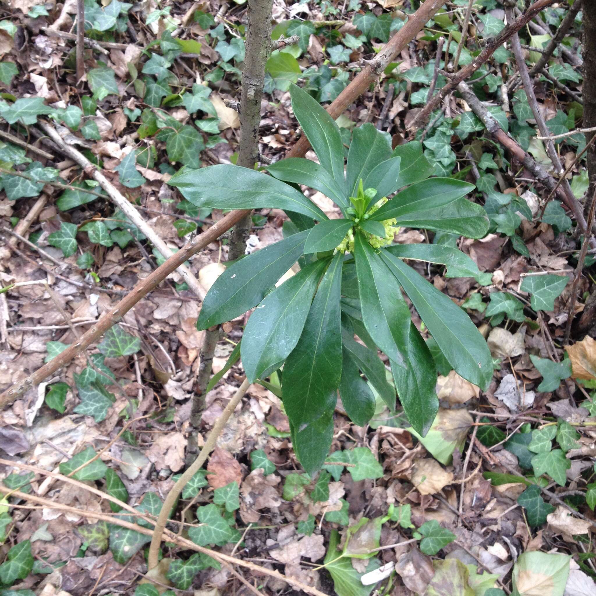 Imagem de Daphne laureola L.