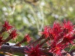 Image of Allocasuarina emuina L. A. S. Johnson