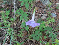 Image of Lindheimer's Morning-Glory