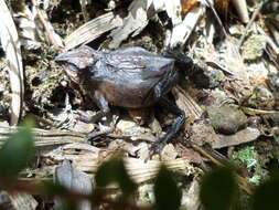 Image of Santa Rita beaked toad