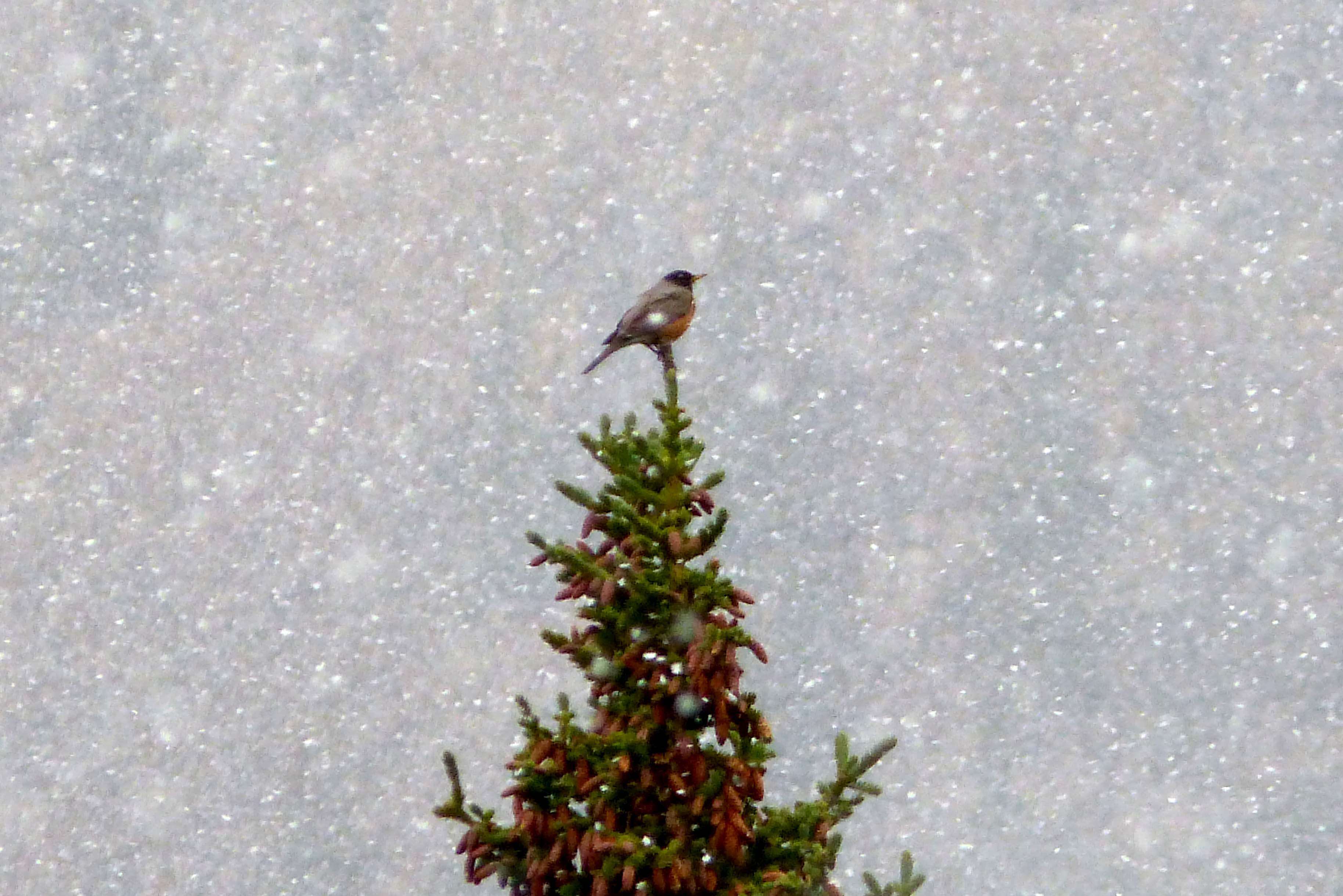 Image of American Robin