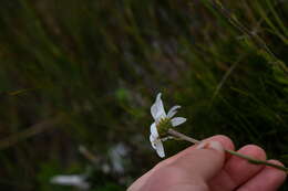 Image of Osmitopsis dentata (Thunb.) Bremer