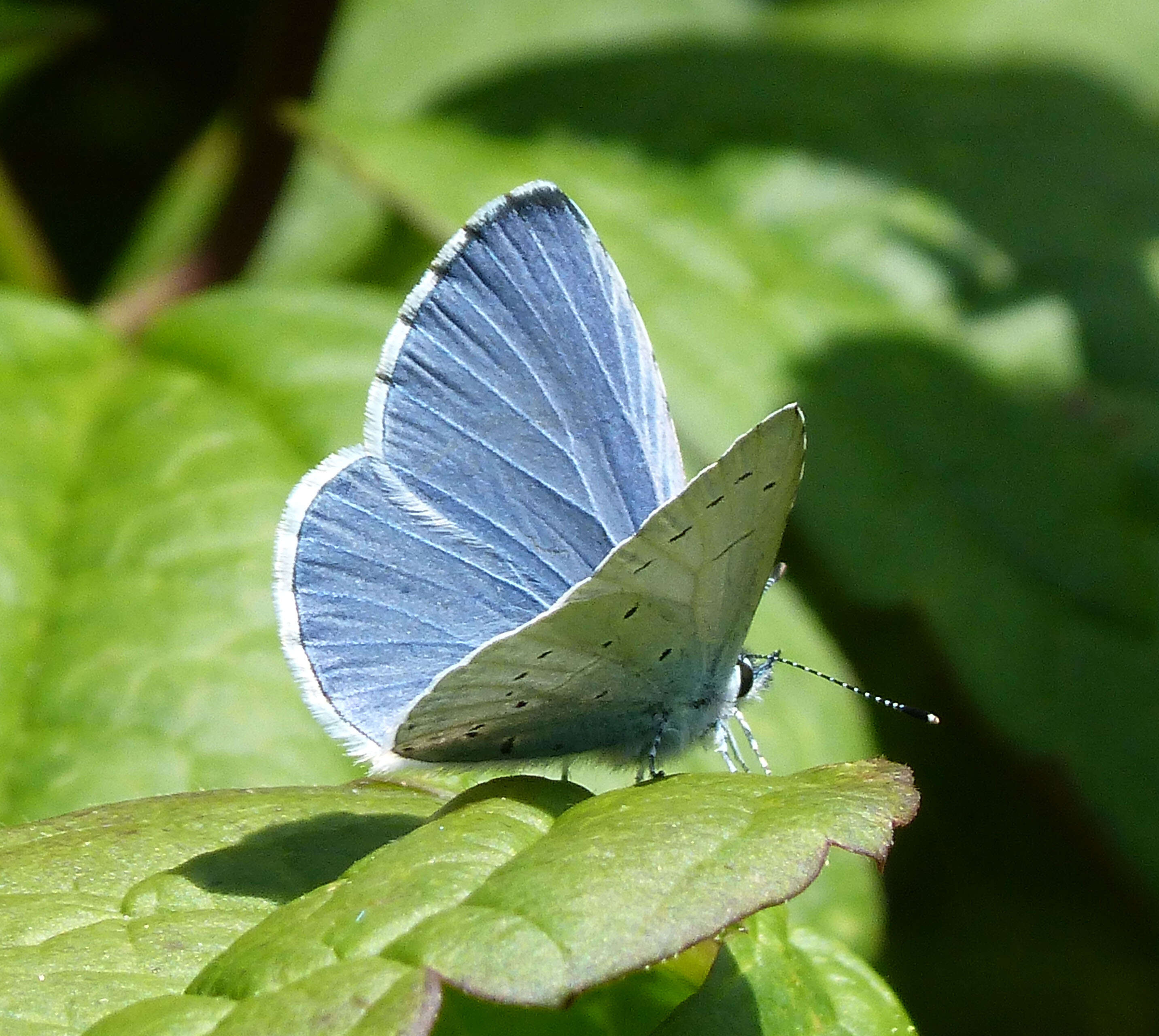 Image of holly blue