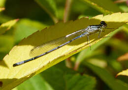 Image of Azure Bluet