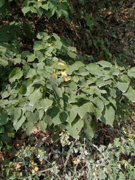 Image of Tilia croizatii Chun & H. D. Wong