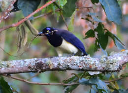 Image of Black-chested Jay
