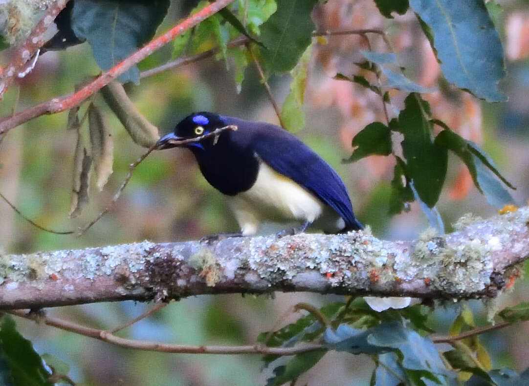 Imagem de Cyanocorax affinis Pelzeln 1856