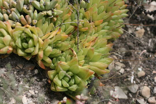 Image of Haworthia cymbiformis (Haw.) Duval