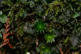 Image of Rhodobryum giganteum Paris 1898